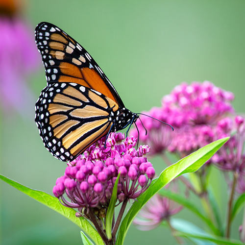 Milkweed for Monarchs - Activity Connection